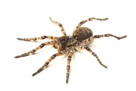 Aranha. Foto: Vitalii Hulai / Shutterstock.com
