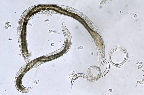 filo nemathelminthes vermes cylindricos ho il papilloma virus e sono incinta