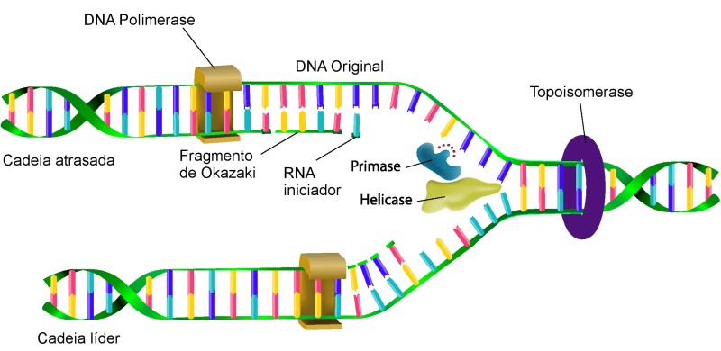 Processo de replicação de DNA. Ilustração: Designua / Shutterstock.com [adaptado]