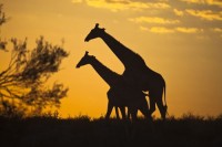 Foto: Andrew M. Allport / Shutterstock.com
