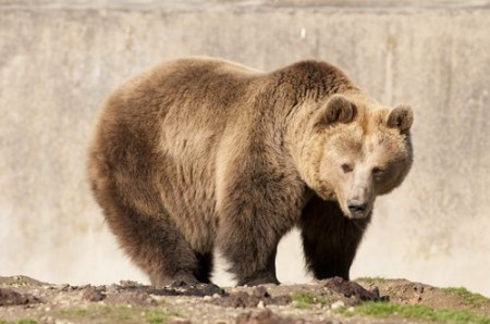 Urso pardo. Foto: Iliuta Goean / Shutterstock.com