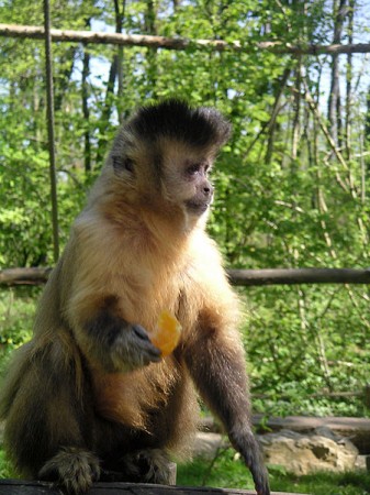 Macaco-prego. Foto:  Wikihobby [Public domain], via Wikimedia Commons
