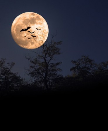 Crédito: Balazs Kovacs Images / Shutterstock.com