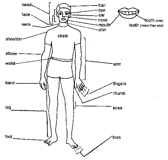 As partes do Corpo Humano (The Human Body) - InfoEscola
