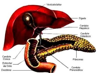 Anatomia humana biologia