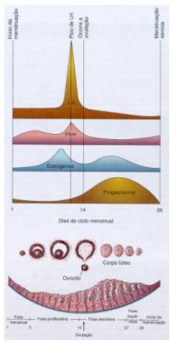 ciclomenstrual.jpg