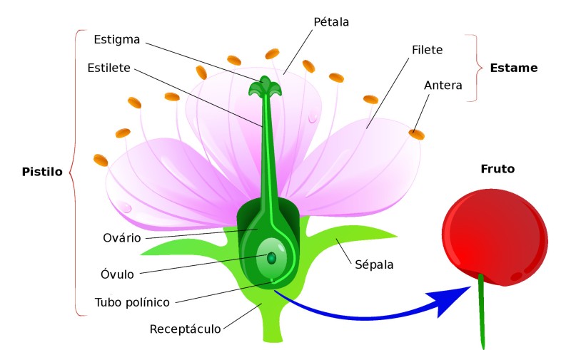 Flor - Partes das Plantas - Botânica e Biologia - InfoEscola