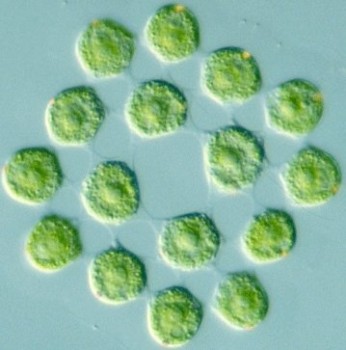 Protozoan gonium photo