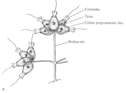 Fisica na economia