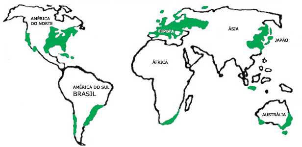 Florestas temperadas pelo mundo