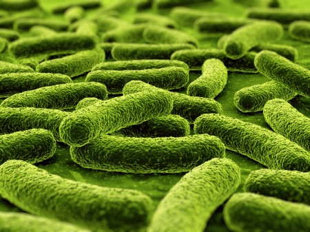 Bactérias. (Ilustração: © iStock.com / zentilia)