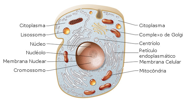 Esquema de uma célula animal e suas organelas. Ilustração: master24 / Shutterstock.com [adaptado]