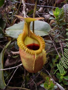 Nepenthes villosa. Foto: NepGrower (en.wikipedia.org) [Public domain], via Wikimedia Commons