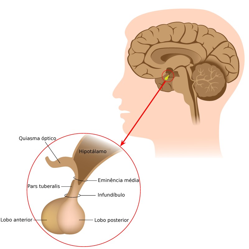 Anatomia da Hipófise. Ilustração: Alila Medical Media / Shutterstock.com