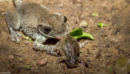 Anfíbios da família Hylidae em relação de predação (Trachycephalus vs Scinax). Foto: © Izalete Tavares.
