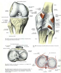 Articulações do joelho