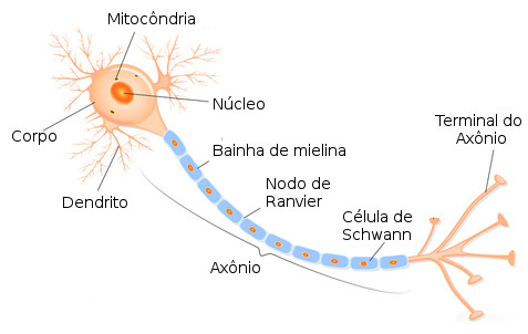 Estrutura de um neurônio. Ilustração: Designua / Shutterstock.com [adaptado]