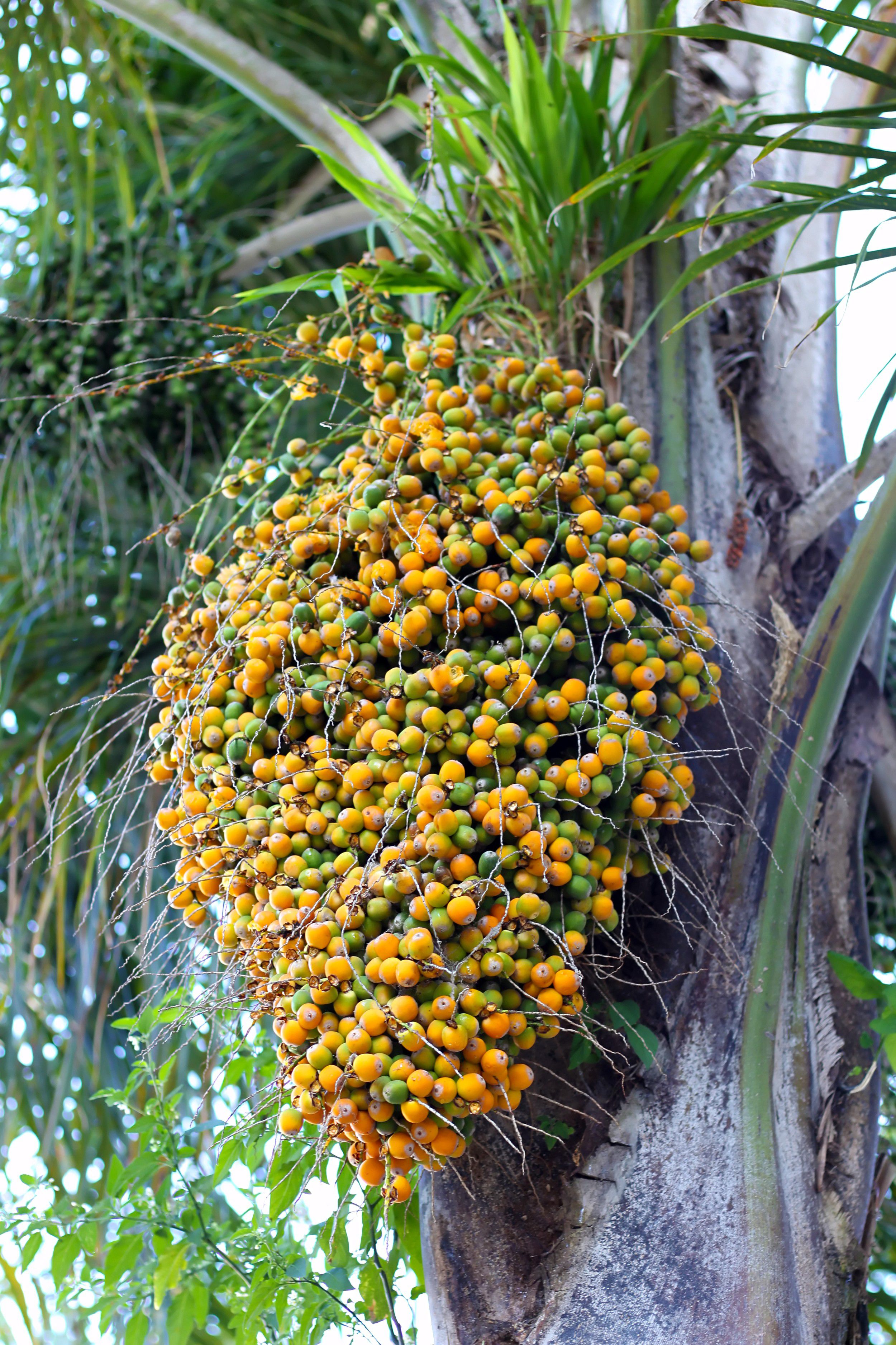 Butiá Frutas e Plantas InfoEscola