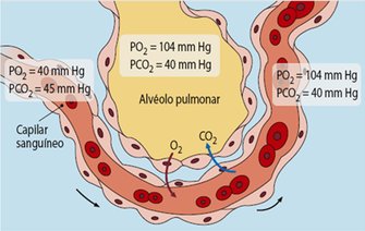 Bildergebnis für As trocas gasosas ocorrem nos alvéolos pulmonares, assim como a conversão de sangue venoso em sangue arterial.