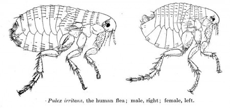 Ilustração: Herms, William Brodbeck (1876-1949) (Medical and Veterinary Entomology (1915)) [Public domain], via Wikimedia Commons