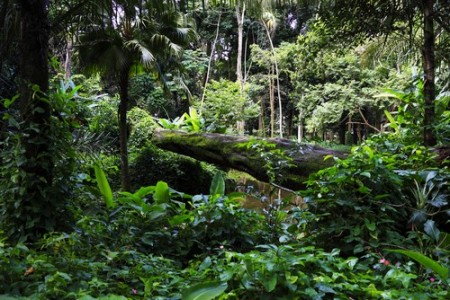 Mata Atlântica, exemplo de Floresta Ombrófila Densa. Foto: Luiz Rocha / Shutterstock.com
