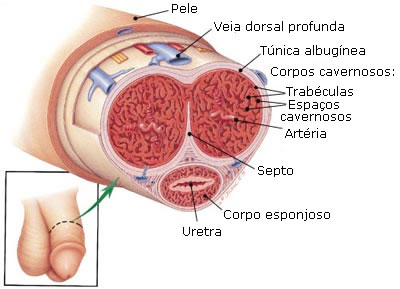 uretra peniana