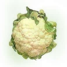 Couve-Flor Couve-Flor