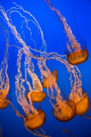 Medusas. Foto: evantravels / Shutterstock.com