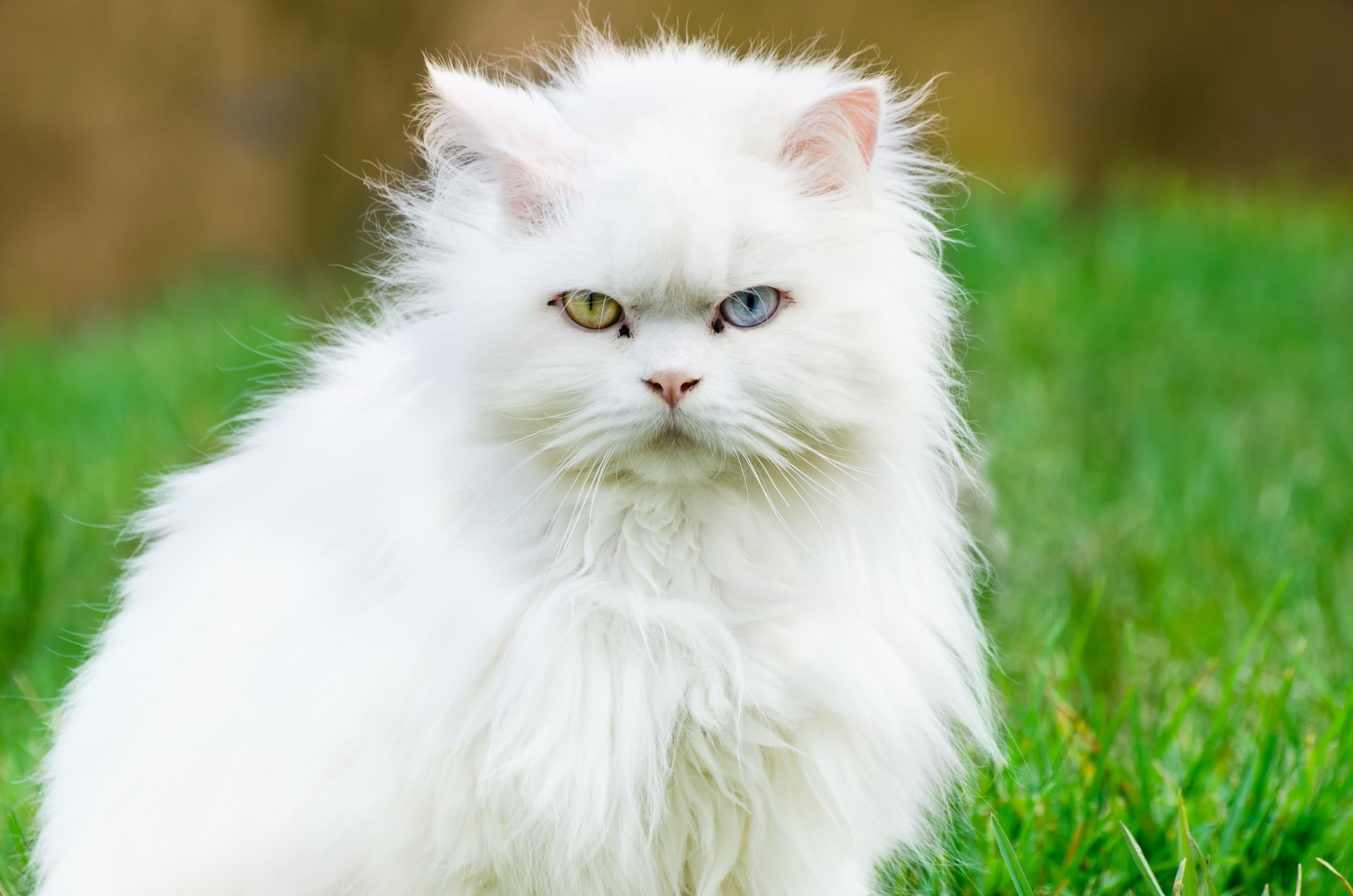 Gato Angorá Turco - Animais - InfoEscola