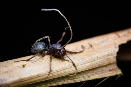 Formiga zumbi. Foto: Hyde Peranitti / Shutterstock.com