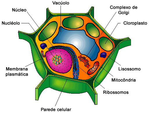 Estruturas e organelas das células vegetais.