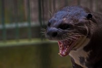 Ariranha - Pteronura brasiliensis Foto: Bruno Corrêa Barbosa