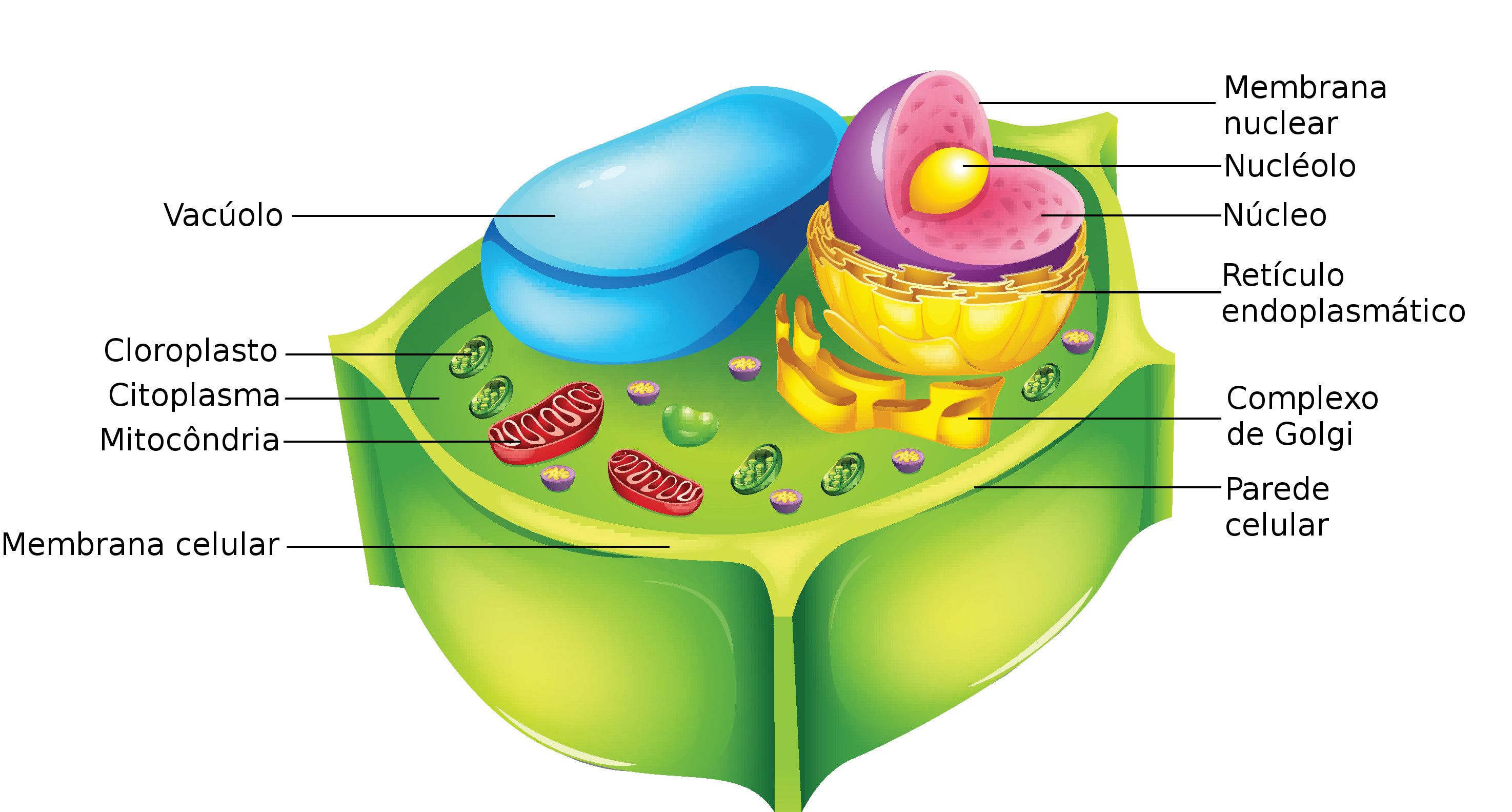 Resultado de imagem para celula vegetal