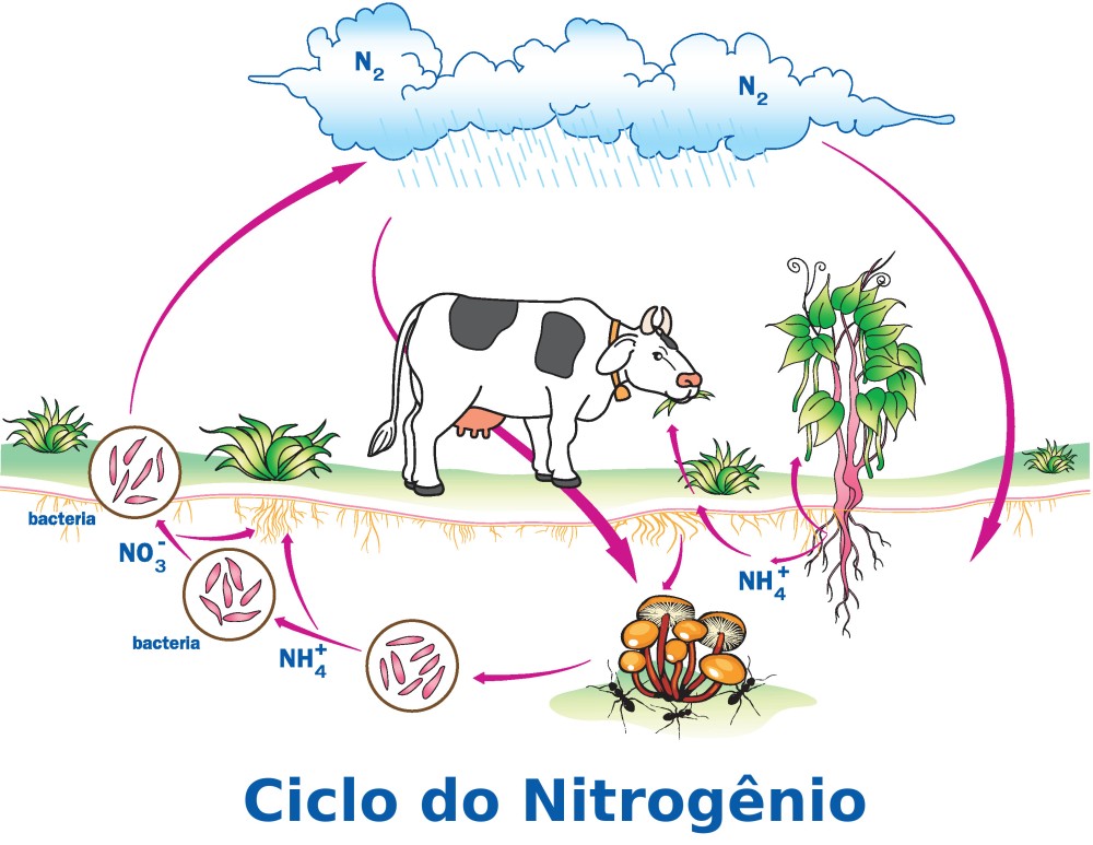 Resultado de imagem para ciclo do nitrogenio