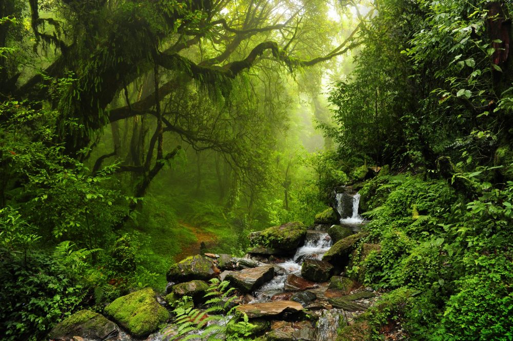 Resultado de imagem para floresta subtropical