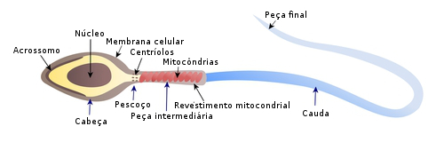 Espermatozoide e a localização do Acrossomo. Ilustração: Zuzanae / Shutterstock.com