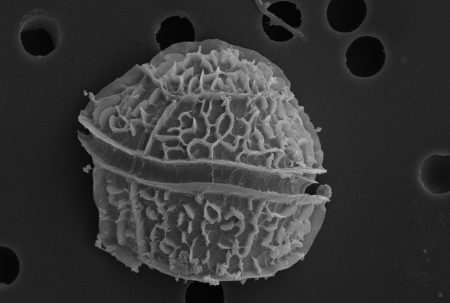 Dinoflagelado visto por microscópio eletrônico. Foto: Nicola Angeli/ MUSE / via Wikimedia Commons / CC-BY-SA 3.0 