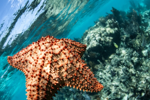 Estrela-do-mar-almofada (Oreaster reticulatus). Foto: Ethan Daniels / Shutterstock.com