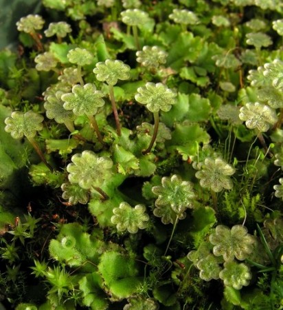 Marchantia. Foto: Todd Boland / Shutterstock.com