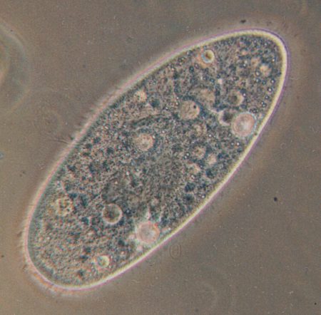 Paramecium aurelia. Reino Protista. Foto: Wikimedia Commons / CC-BY-SA 3.0