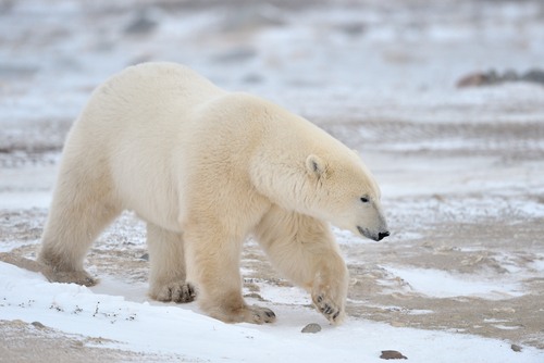 Urso polar. Foto: AndreAnita / Shutterstock.com