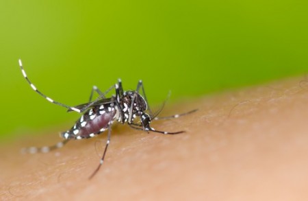 Mosquito Aedes aegypti. Foto: mrfiza / Shutterstock.com