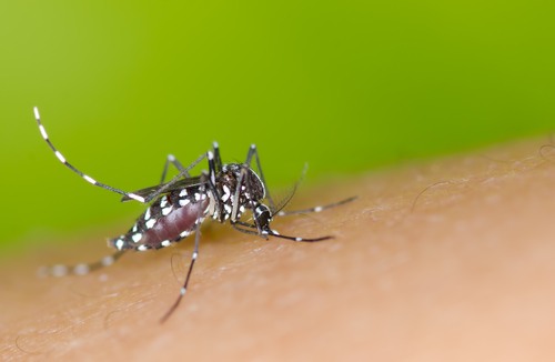 Mosquito Aedes aegypti, agente transmissor da Dengue. Foto: mrfiza / Shutterstock.com