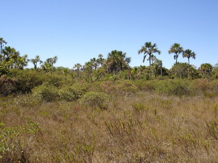 Cerrado brasileiro. Foto: Vitor 1234 (CC-BY-SA-3.0), via Wikimedia Commons