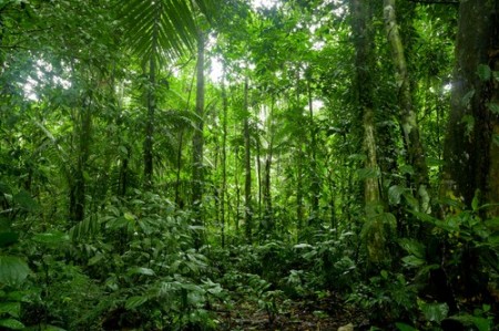 Floresta equatorial. Foto: Pablo Hidalgo / Shutterstock.com