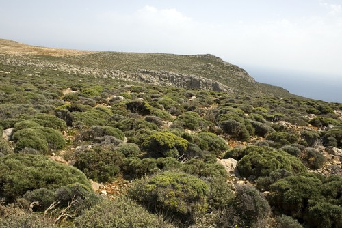 Maquis em floresta mediterrânea. Foto: baldovina / Shutterstock.com