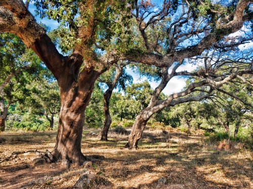 Sombreiros na Floresta Mediterrânea. Foto: Algefoto / Shutterstock.com