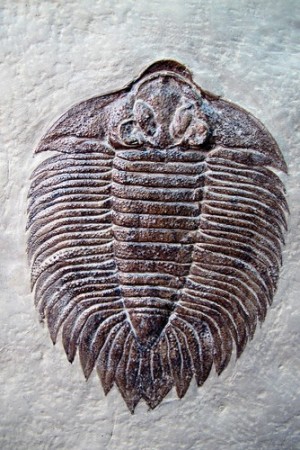 Fóssil de um trilobita. Foto: Dinoton / Shutterstock.com