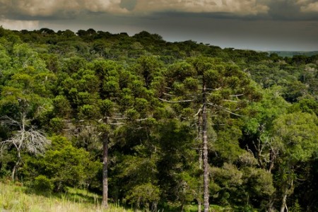 Mata de Araucárias. Foto: Xico Putini / Shutterstock.com