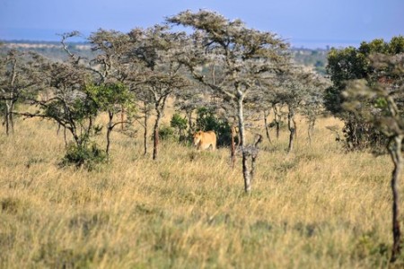 Leão em savana africana. Foto: lewald / Shutterstock.com